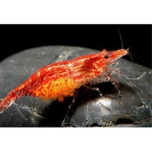 .kiraz Karides 10 Adet 1-2 cm