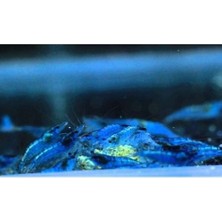Mavi Melek Karides 10 Ad 1-1.2 cm