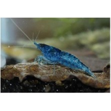 Mavi Melek Karides 10 Ad 1-1.2 cm