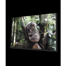 Koala Cam Tablo