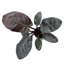 Betonish Philodendron 'black Cardinal'