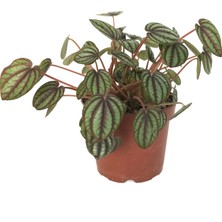 Betonish Peperomia Albovittata (Zümrüt Dalgası Çiçeği)