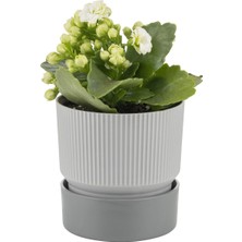 PetGrow Plastik İxora 19 Saksı