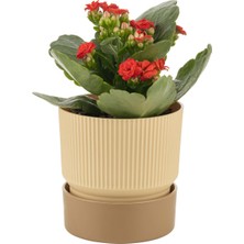 PetGrow Plastik İxora 11 Saksı