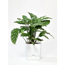 PetGrow Plastik Begonya Kare 16 Saksı