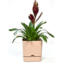 PetGrow Plastik Begonya Kare 13 Saksı