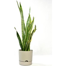 PetGrow Plastik Begonya 18 Saksı