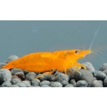 Turuncu Sakura Karides 10 Adet 0,5-1  cm