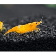 Turuncu Sakura Karides 10 Adet 0,5-1  cm