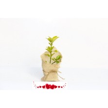 Tunç Botanik NİKAH FİDANI 20 ADET - ÖZEL GÜN FİDANI (Gold Taflan)