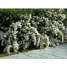 Ucuzluk Diyarı Keçi Sakalı Fidanı Tüplü 2 Yaş