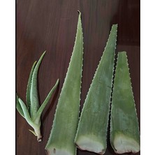 Aoe vera Jel Yaprak, alovera jel için Doğal, Aloe Vera Leaf
