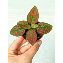 Kırmızı Hypoestes Bitkisi Hostes Fittonia Çiçeği Fidanı 10-20 cm