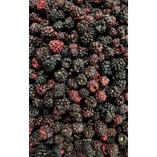 Frosse Böğürtlen Kıtırı - Freeze Dried - Üretici Firmadan Dondurularak Kurutulmuş Böğürtlen Cipsi 15gr
