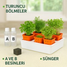 Topraksız Tarım Seti – 6 Bölmeli Mini Hidroponik Bahçe Seti Maydonoz Tohmlu