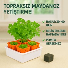 Topraksız Tarım Seti – 6 Bölmeli Mini Hidroponik Bahçe Seti Maydonoz Tohmlu