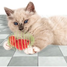 Miracle Omni® Yaylı Metal Fareli Kafes Kedi Oyun Topu Sıçrayan Spiral Kedi Topu