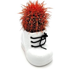 Seramik Ayakkabı Figürlü Saksı-Renkli Kaktüs-Dekoratif Obje