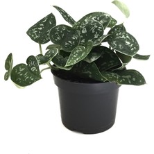 Betonish Scindapsus Pictus 'Argyraeus' (Potos Sarmaşığı)