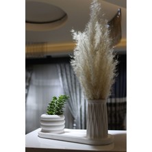 Modern Beyaz Beton Pampas Vazosu Seti