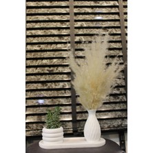 Modern Beyaz Beton Pampas Vazosu Seti