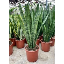 Kılıç Çiçeği Paşa Kılıcı Peygamber Kılıcı Ev Bitkisi 20-30 cm