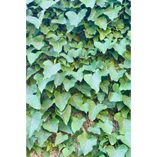 Eget Duvar Sarmaşığı (Hedera Helix)