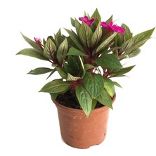 Betonish Impatiens Walleriana 'Purple' (Cam Güzeli Çiçeği)