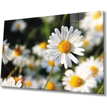 Marsilyan- Papatya Cam Tablo   Daisy