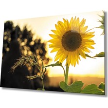 Marsilyan- Ayçiçeği Cam Tablo