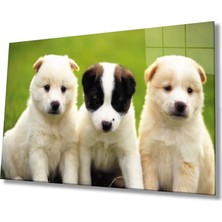 Marsilyan- Köpekle Rcam Tablo