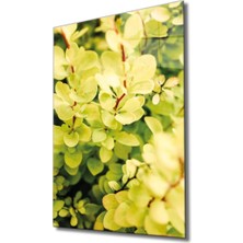 Marsilyan- Sarı Yeşil Yapraklar Bitki Cam Tablo Green Yellow Nature