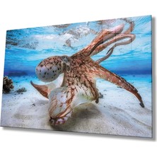 Marsilyan- Ahtapot  Sualtı Cam Tablo