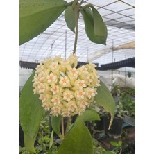 Antalya Tropikal Hoya Australis Lisa - Kokulu Mum Çiçeği 2 Yaprak Toprak Da Köklü Çelik ( Kod:New 05A)