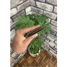Derije  Deri Antik Siyah Minimal Erkek Cüzdanı (T1423)