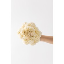 Yapay Kasımpatı Çiçeği Krem 25  cm  7 Dal
