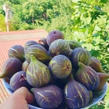 Tüplü Soğuklara Dayanıklı Geleneksel Iri Meyveli Siyah Karadeniz Patlıcan Inciri Fidanı