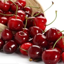 Seneye Meyve Verebilir Durumda  Yarı Bodur Kütahya Vişne Fidanı