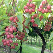 Geleneksel Soğuklara Dayanıklı Actinidia Arguta Ananasnaya Pembe Kivi Fidanı