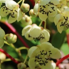 Soğuğa Dayanıklı Weiki Erkek Kivi Fidanı Tozlayıcı Kiwi Mini Meyveli Kırmızı ve Yeşil Grubu