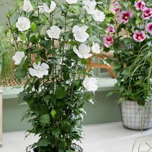 Tüplü Soğuğa Dayanıklı Hibiscus Syriacus Red Heart Pembe Renk Hatmi Çiçeği Fidanı