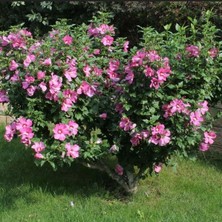 Tüplü Soğuğa Dayanıklı Hibiscus Syriacus Flogi Pembe Renk Hatmi Çiçeği Fidanı