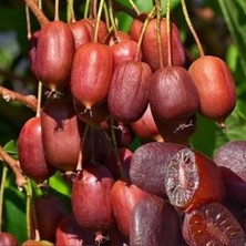 Geleneksel Soğuklara Dayanıklı  Kivi Actinidia Arguta Ken's Red Kırmızı Kivi Fidanı