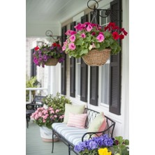 Kırmızı Petunya Çiçeği / Askılı Saksıda / 20-30 cm / Red Petunia / Tutkulu Aşkın Simgesi