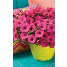 Pembe Petunya Çiçeği / Askılı Saksıda / 20-30 cm / Pink Petunia / Nazik Sevginin Simgesi