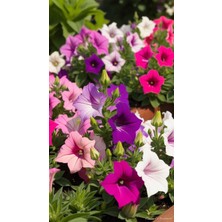 Pembe Petunya Çiçeği / Askılı Saksıda / 20-30 cm / Pink Petunia / Nazik Sevginin Simgesi
