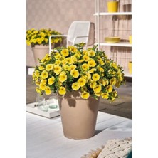 Sarı Petunya Çiçeği / Askılı Saksıda / 20-30 cm / Yellow Petunia / Mutluluğun Simgesi