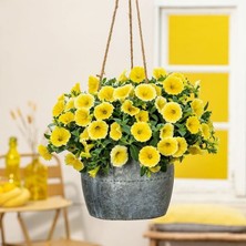 Sarı Petunya Çiçeği / Askılı Saksıda / 20-30 cm / Yellow Petunia / Mutluluğun Simgesi