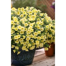 Sarı Petunya Çiçeği / Askılı Saksıda / 20-30 cm / Yellow Petunia / Mutluluğun Simgesi