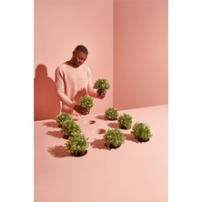 Ikea Fejka Kekik 90375155